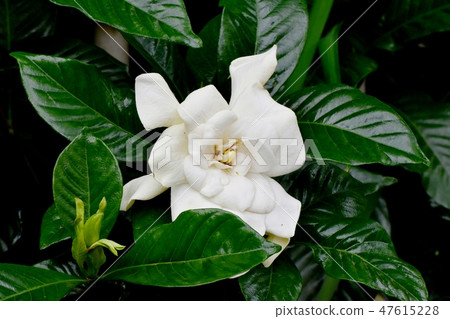 White flower gardenia flowers blooming in Mitaka Nakahara 47615228