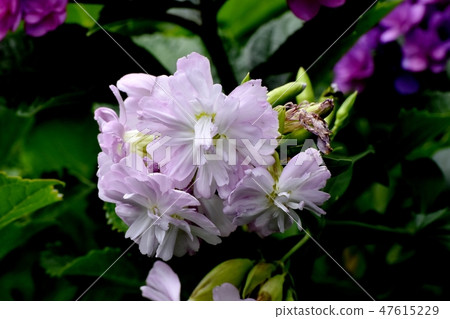 開花在三鷹中原的桃紅色股票 47615229