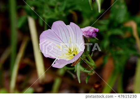 開花在三鷹中原的小山櫻桃樹 開花在三鷹中原的小山櫻桃樹 47615230