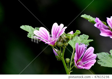 開花在三鷹中原的Xeniao花 47615236