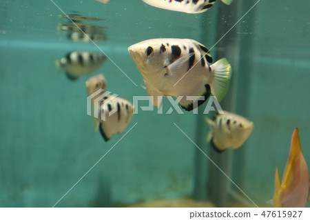 射水魚 射水魚 47615927