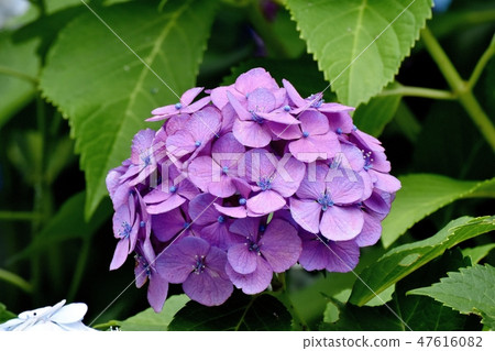 Hydrangea's flower blooming in Mitaka Nakahara 47616082