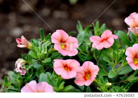 Pink's Cariblachore blooming in Mitaka Nakahara Pink's Cariblachore blooming in Mitaka Nakahara 47616085