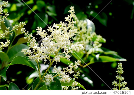 White Murmurs' Flower Blooming in Mitaka Nakahara White Murmurs' Flower Blooming in Mitaka Nakahara 47616164