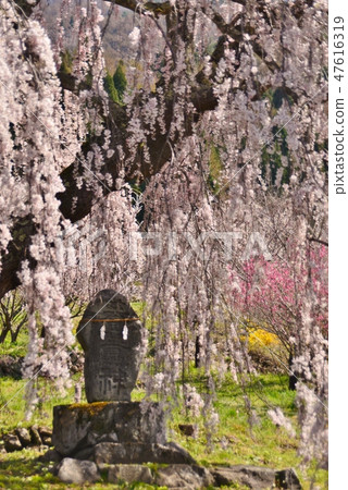 Biden's Dearest Cherry Blossoms and Ishigami 47616319