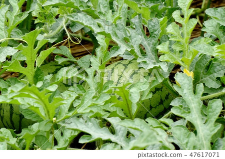 未成熟的西瓜將成為三鷹中原 47617071