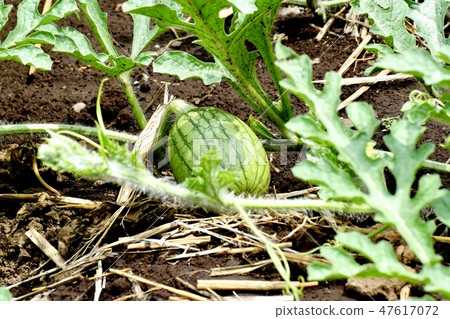 未成熟的西瓜將成為三鷹中原 未成熟的西瓜將成為三鷹中原 47617072