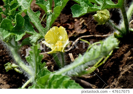 Yellow watermelon's male blooming in Mitaka Nakahara Yellow watermelon's male blooming in Mitaka Nakahara 47617075
