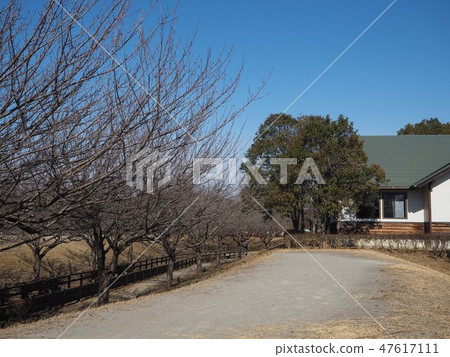 Walking path park 47617111