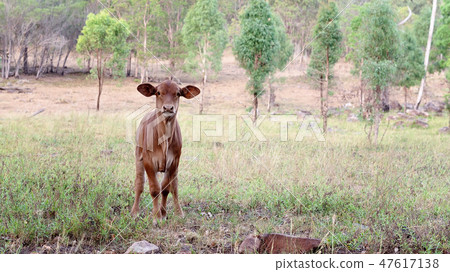 Brown Calf In Field In Early Morning Light 47617138