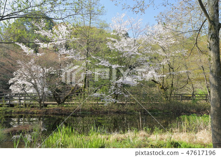 Spring in the park 47617196