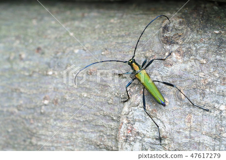 Midori Kamikiri 47617279