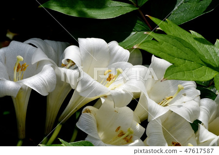 開花在Mitaka Nakahara的鱗翅目百合白花 47617587