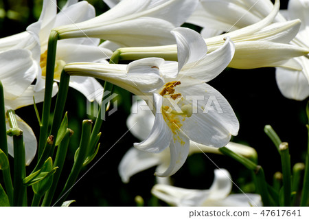 White flower of Lepidoptera lily blooming in Mitaka Nakahara White flower of Lepidoptera lily blooming in Mitaka Nakahara 47617641