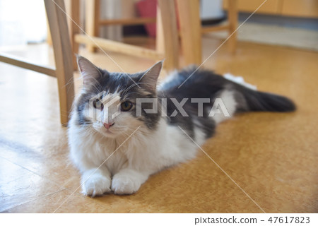 House Cat Norway Jean Forest Cat House Cat Norway Jean Forest Cat 47617823