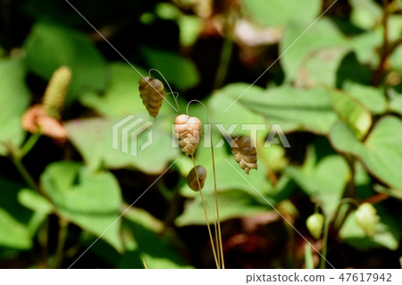 在三鷹中原開花的Cobann 47617942