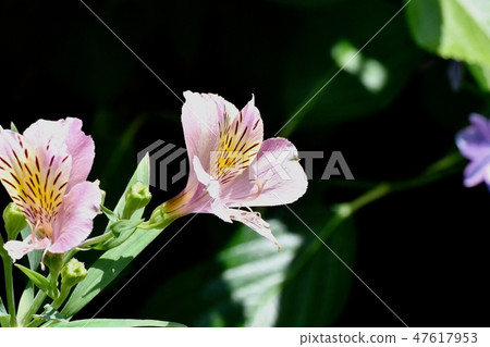 Alstroemeria blooming in Mitaka Nakahara Alstroemeria blooming in Mitaka Nakahara 47617953