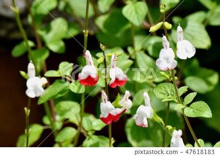 開花在三鷹中原的白色salvia microfilla 47618183