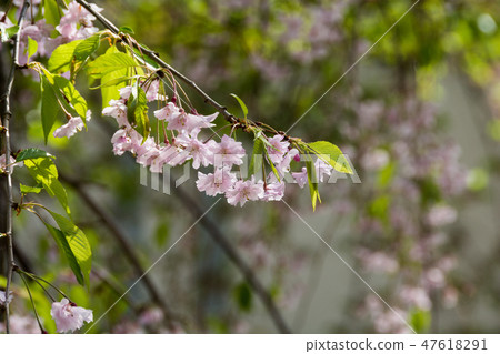 折疊雙層雙花的cakra 折疊雙層雙花的cakra 47618291