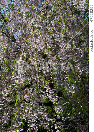 折疊雙層雙花的cakra 折疊雙層雙花的cakra 47618293