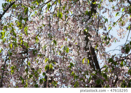 折疊雙層雙花的cakra 折疊雙層雙花的cakra 47618295