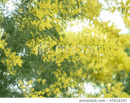 Mimosa flowers Mimosa flowers 47618347