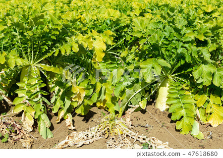 Daikon field Daikon field 47618680