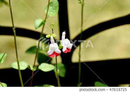 開花在三鷹中原的白色salvia microfilla 47618725