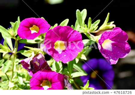 粉紅色的Cariblachore盛開在三鷹中原 粉紅色的Cariblachore盛開在三鷹中原 47618726