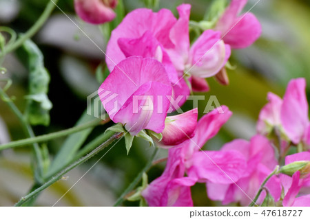 開花在三鷹中原的桃紅色香豌豆花 47618727