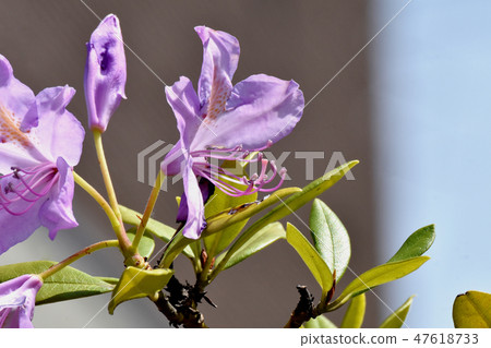 開花在三鷹中原的淺紫色的杜鵑花 47618733