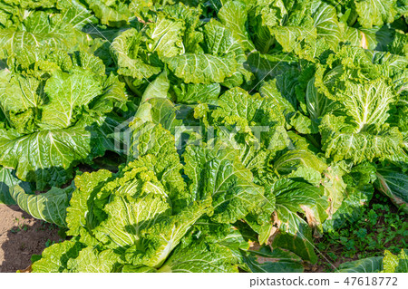 大白菜田 大白菜田 47618772