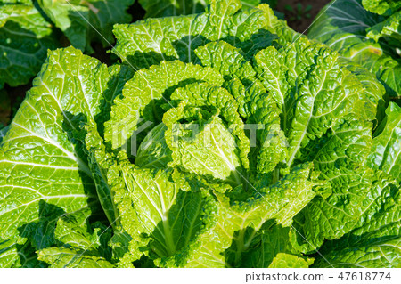 大白菜田 大白菜田 47618774