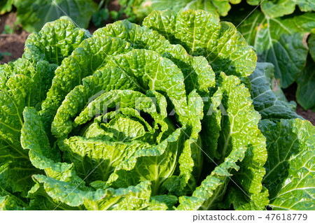 Chinese cabbage fields 47618779