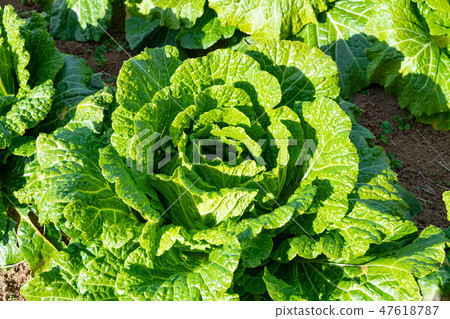 Chinese cabbage fields Chinese cabbage fields 47618787
