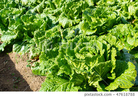 Chinese cabbage fields 47618788
