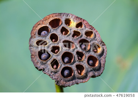 亞洲臺灣臺南白河蓮花Asia, Taiwan, Tainan Lotus 亞洲臺灣臺南白河蓮花Asia, Taiwan, Tainan Lotus 47619058