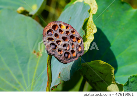 Asia, Taiwan, Tainan White River Lotus Asia, Taiwan, Tainan Lotus 47619061