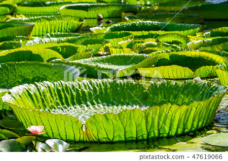 Asia, Taiwan, Tainan White River Lotus Asia, Taiwan, Tainan Lotus 47619066