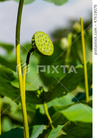 亞洲臺灣臺南白河蓮花Asia, Taiwan, Tainan Lotus 亞洲臺灣臺南白河蓮花Asia, Taiwan, Tainan Lotus 47619076