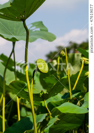 Asia, Taiwan, Tainan White River Lotus Asia, Taiwan, Tainan Lotus 47619077