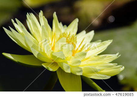 Asia, Taiwan, Tainan White River Lotus Asia, Taiwan, Tainan Lotus 47619085