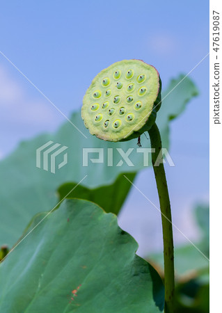 Asia, Taiwan, Tainan White River Lotus Asia, Taiwan, Tainan Lotus 47619087