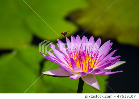 Asia, Taiwan, Tainan White River Lotus Asia, Taiwan, Tainan Lotus 47619107