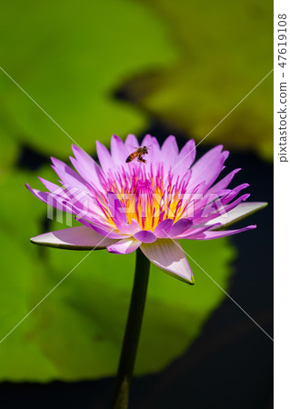 Asia, Taiwan, Tainan White River Lotus Asia, Taiwan, Tainan Lotus 47619108