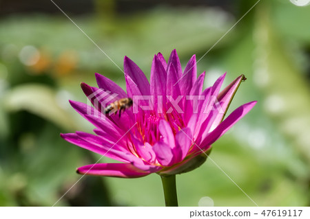 亞洲臺灣臺南白河蓮花Asia, Taiwan, Tainan Lotus 47619117