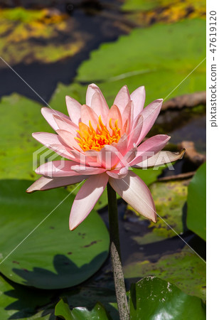 亞洲臺灣臺南白河蓮花Asia, Taiwan, Tainan Lotus 亞洲臺灣臺南白河蓮花Asia, Taiwan, Tainan Lotus 47619120