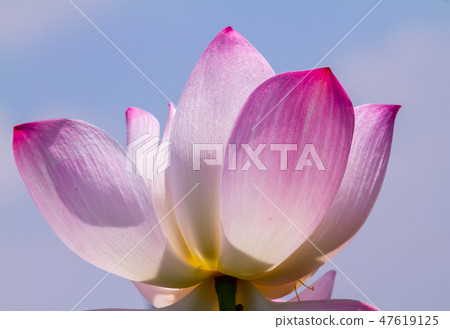 亞洲臺灣臺南白河蓮花Asia, Taiwan, Tainan Lotus 亞洲臺灣臺南白河蓮花Asia, Taiwan, Tainan Lotus 47619125