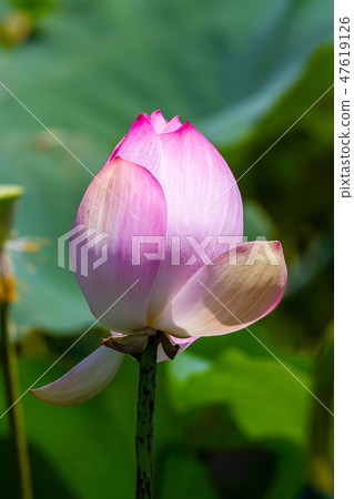 亞洲臺灣臺南白河蓮花Asia, Taiwan, Tainan Lotus 亞洲臺灣臺南白河蓮花Asia, Taiwan, Tainan Lotus 47619126