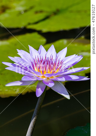 亞洲臺灣臺南白河蓮花Asia, Taiwan, Tainan Lotus 47619127